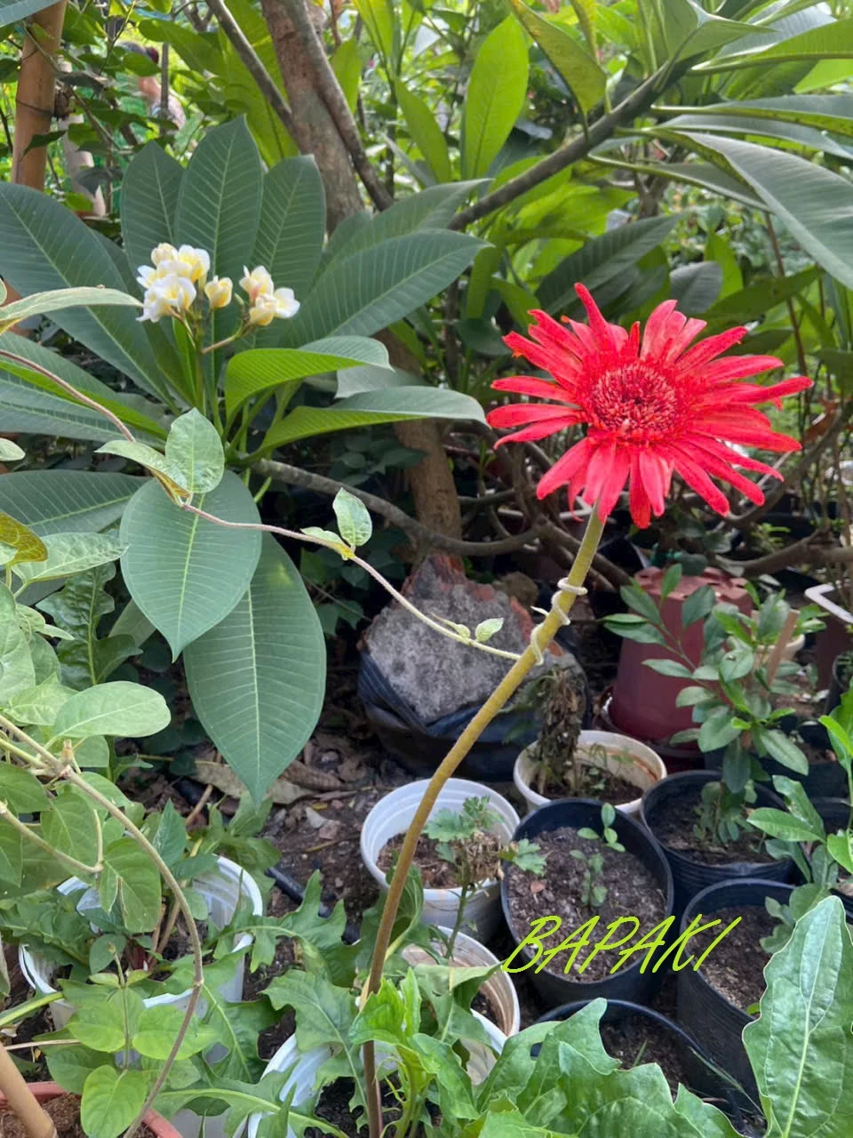 Nắm tay em thật chặt